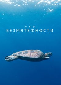 Мир безмятежности (2020) A World of Calm