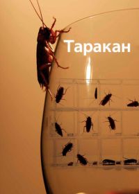Таракан (2010) Cockroach