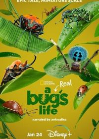 Настоящая жизнь жука (2024) A Real Bug's Life