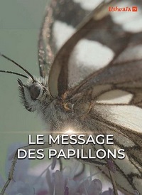 Послание бабочек (2021) Le message des papillons