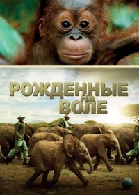 Рожденные на воле (2011) Born to Be Wild