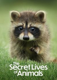 Тайная жизнь животных (2024) The Secret Lives of Animals