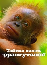 Тайная жизнь орангутанов (2024) Secret Lives of Orangutans