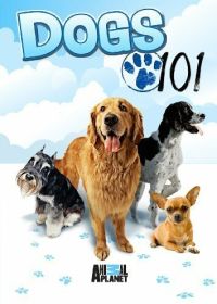 Введение в собаковедение (2008-2011) Dogs 101