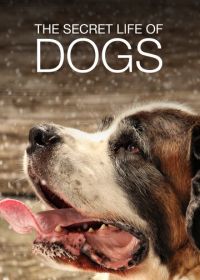 Тайная жизнь собак (2017) Secret Life of Dogs
