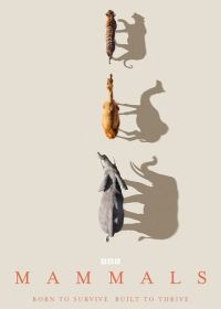 Млекопитающие (2024) Mammals