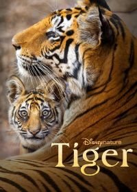 Тигр (2024) Tiger