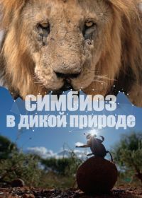 Симбиоз в дикой природе (2023) Connection