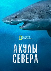 Акулы севера (2025) Sharks of the North