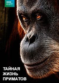 Тайная жизнь приматов (2009) Among the Apes
